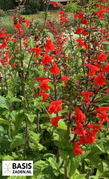 Salie Texas Sage Salvia coccinea | Basiszaden.nl