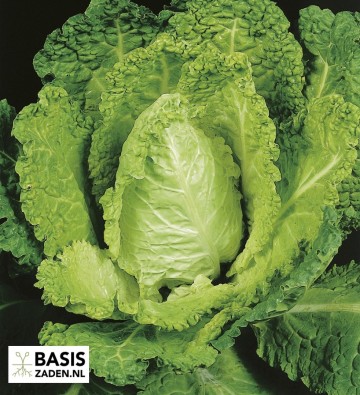 Savooiekool Bloemendaalse Gele Brassica oleracea | Basiszaden.nl