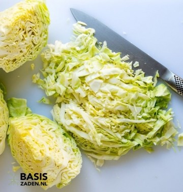 Savooiekool Bloemendaalse Gele Brassica oleracea | Basiszaden.nl