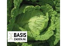 Savooiekool Bloemendaalse Gele Brassica oleracea | Basiszaden.nl