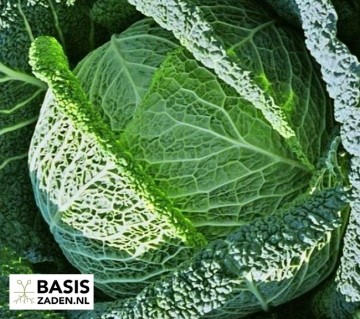 Savooiekool Vertus 2 Brassica oleracea | Basiszaden.nl