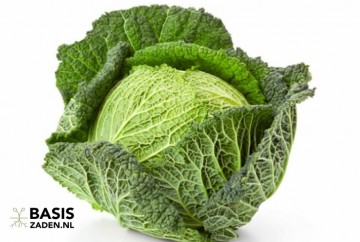 Savooiekool Vertus 2 Brassica oleracea | Basiszaden.nl