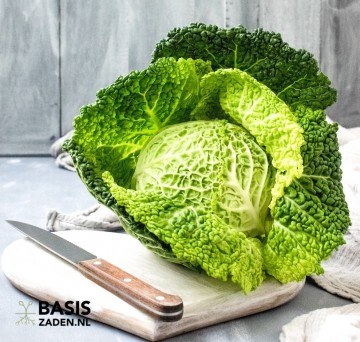 Savooiekool Vertus 2 Brassica oleracea | Basiszaden.nl