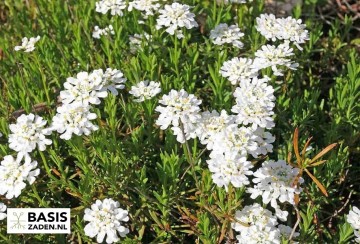 Scheefbloem White Flash Iberis Umbellata | Basiszaden.nl