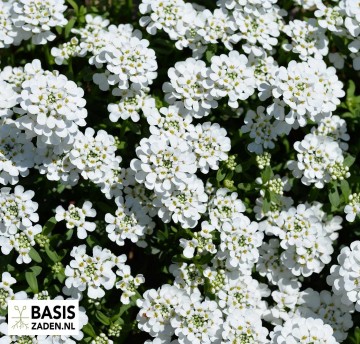 Scheefbloem White Flash Iberis Umbellata | Basiszaden.nl