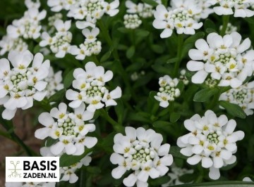 Scheefbloem White Flash Iberis Umbellata | Basiszaden.nl