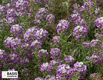Schildzaad Alyssum royal carpet Lobularia maritima | Basiszaden.nl