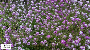 Schildzaad Alyssum royal carpet Lobularia maritima | Basiszaden.nl