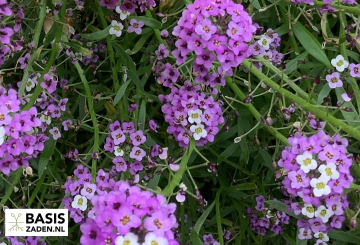Schildzaad Alyssum royal carpet Lobularia maritima | Basiszaden.nl