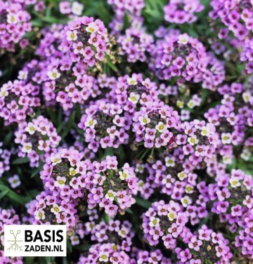 Schildzaad Alyssum royal carpet Lobularia maritima | Basiszaden.nl