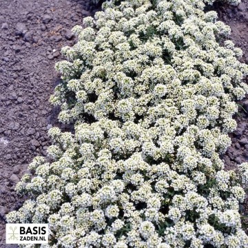 Schildzaad of Alyssum Sneeuwkleed Lobularia maritima | Basiszaden.nl