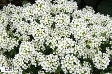 Schildzaad of Alyssum Sneeuwkleed Lobularia maritima | Basiszaden.nl