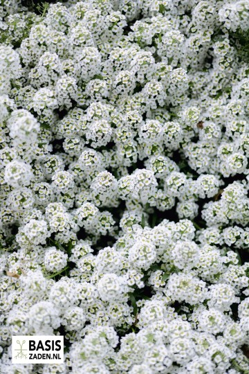 Schildzaad of Alyssum Sneeuwkleed Lobularia maritima | Basiszaden.nl