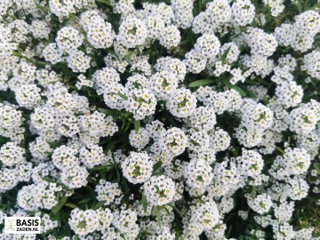 Schildzaad of Alyssum Sneeuwkleed Lobularia maritima | Basiszaden.nl