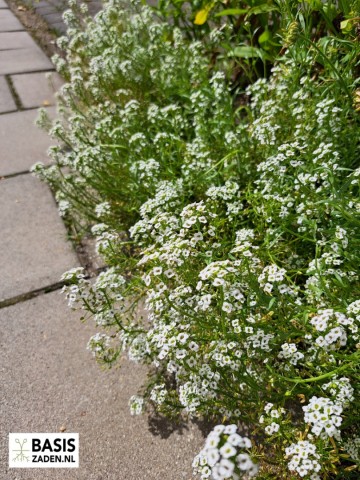 Schildzaad of Alyssum Sneeuwkleed Lobularia maritima | Basiszaden.nl