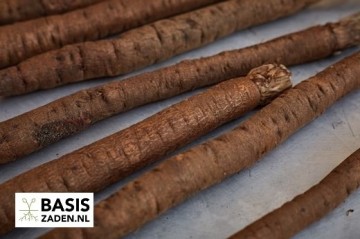 Schorseneer Duplex Scorzonera hispanica | Basiszaden.nl