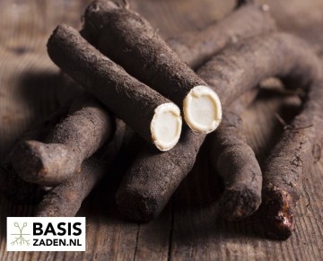 Schorseneer Duplex Scorzonera hispanica | Basiszaden.nl