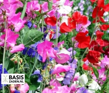 Siererwt Geurerwt Cuthbertson mixed Lathyrus odoratus | Basiszaden.nl