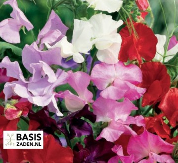 Siererwt Geurerwt Cuthbertson mixed Lathyrus odoratus | Basiszaden.nl