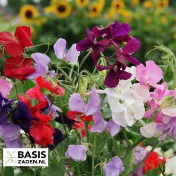 Siererwt Geurerwt Cuthbertson mixed Lathyrus odoratus | Basiszaden.nl