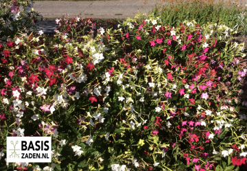 Tabaksplant Siertabak Daylight Sensation mix Nicotiana alata | Basiszaden.nl