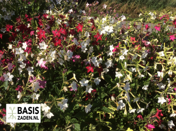Tabaksplant Siertabak Daylight Sensation mix Nicotiana alata | Basiszaden.nl