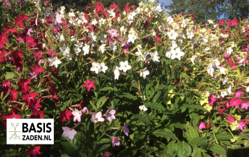 Tabaksplant Siertabak Daylight Sensation mix Nicotiana alata | Basiszaden.nl