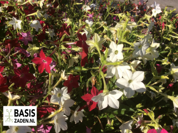Tabaksplant Siertabak Daylight Sensation mix Nicotiana alata | Basiszaden.nl