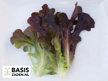 Pluksla Rode Eikenbladsla Red Salad Bowl Lactuca sativa | Basiszaden.nl