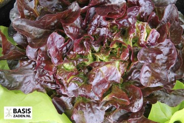 Pluksla Rode Eikenbladsla Red Salad Bowl Lactuca sativa | Basiszaden.nl