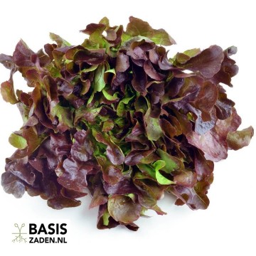 Pluksla Rode Eikenbladsla Red Salad Bowl Lactuca sativa | Basiszaden.nl