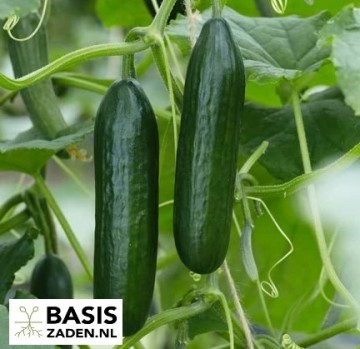 Snack-komkommer Mini Munch Cucumis sativus | Basiszaden.nl