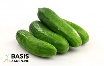 Snack-komkommer Mini Munch Cucumis sativus | Basiszaden.nl