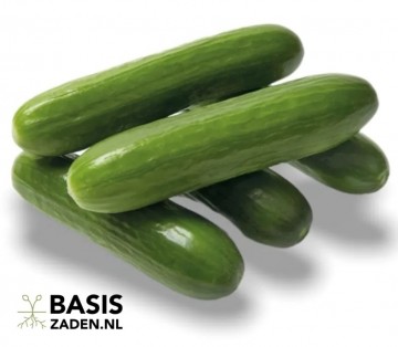 Snack-komkommer Mini Munch Cucumis sativus | Basiszaden.nl