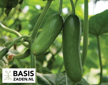 Snack-komkommer Mini Munch Cucumis sativus | Basiszaden.nl