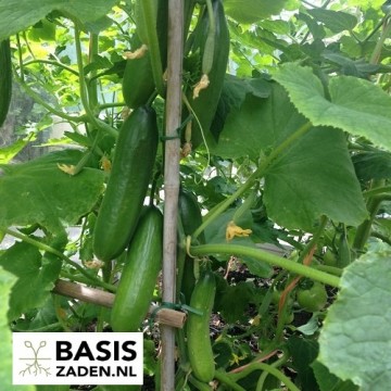 Snack-komkommer Mini Munch Cucumis sativus | Basiszaden.nl