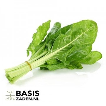 Snijbiet Gewone Groene Beta vulgaris | Basiszaden.nl