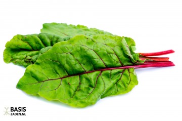 Rode Snijbiet Rhubarb Chard Beta vulgaris | Basiszaden.nl