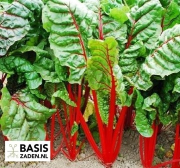 Rode Snijbiet Rhubarb Chard Beta vulgaris | Basiszaden.nl