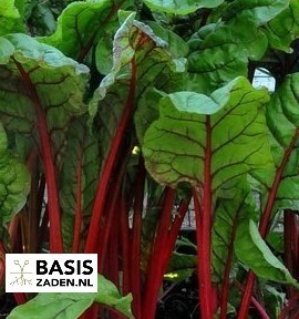 Rode Snijbiet Rhubarb Chard Beta vulgaris | Basiszaden.nl