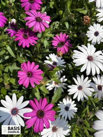 Spaanse Margriet Mix Osteospermum ecklonis dwarf mixed | Basiszaden.nl