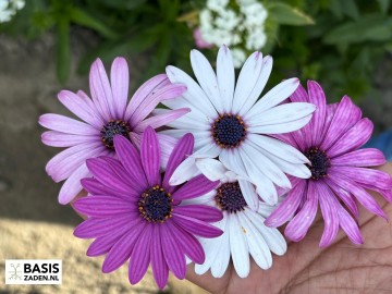 Spaanse Margriet Mix Osteospermum ecklonis dwarf mixed | Basiszaden.nl