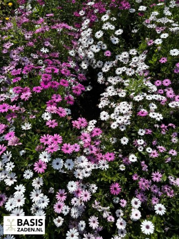 Spaanse Margriet Mix Osteospermum ecklonis dwarf mixed | Basiszaden.nl