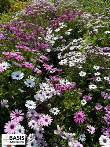 Spaanse Margriet Mix Osteospermum ecklonis dwarf mixed | Basiszaden.nl