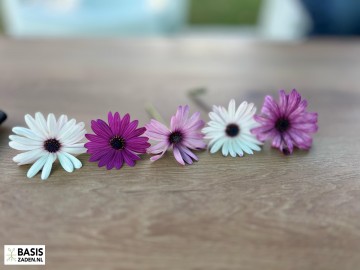 Spaanse Margriet Mix Osteospermum ecklonis dwarf mixed | Basiszaden.nl
