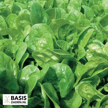 Spinazie Securo Spinacia olerace | Basiszaden.nl