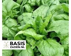 Spinazie Securo Spinacia olerace | Basiszaden.nl