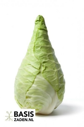 Spitskool Express Brassica oleracea | Basiszaden.nl