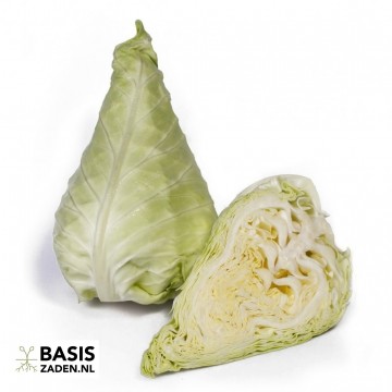 Spitskool Express Brassica oleracea | Basiszaden.nl