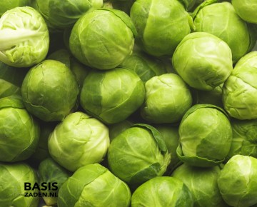 Spruitkool Groninger sel Stiekema Brassica oleracea | Basiszaden.nl